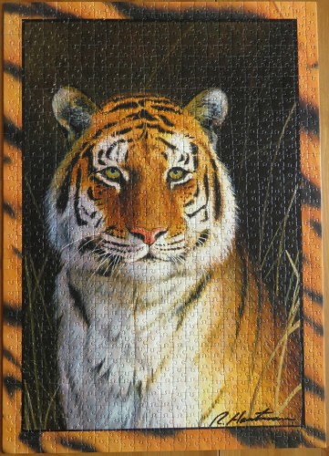 Tiger by Robert Hautman, 1000.JPG