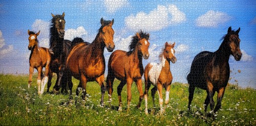 Paso Fino Herd # Табун лошадей Пасо Фино, 4000 (Castorland С-400034).jpg