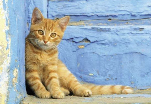 Clementoni 500 Ginger Cat.jpg