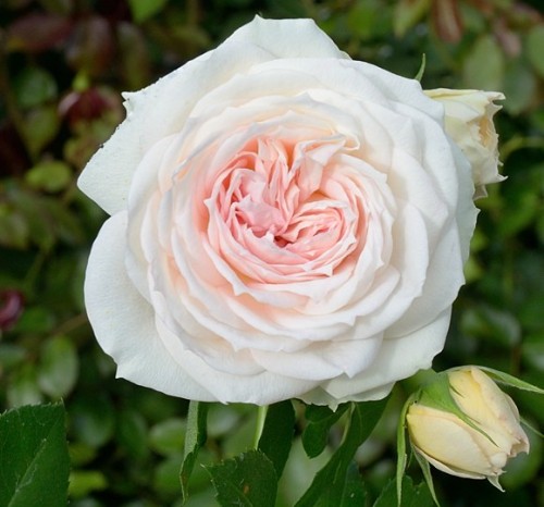 4cb662e2-roza-wedding-rose.jpg
