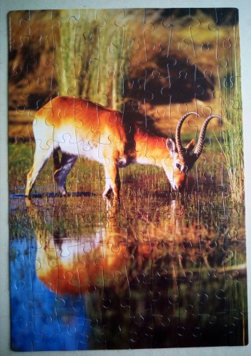 Red Lechwe/ Рыжий Лехве, 100