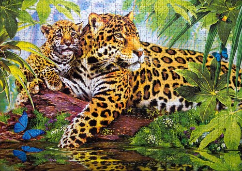 leopardy-79518.jpg