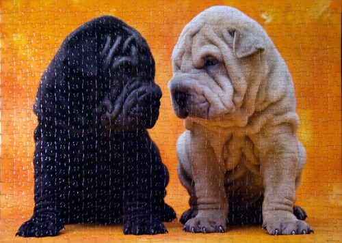 puppies.jpg