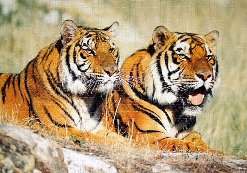 tigers-100880.jpg