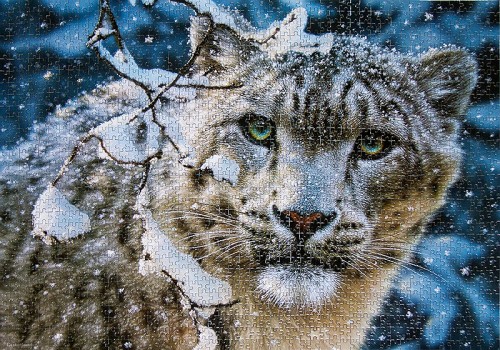 snow-leopard-c150823.jpg