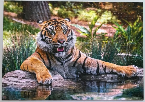 Castorland. Sumatran Tiger. Суматранский тигр. 500. Арт. B-52745.JPG