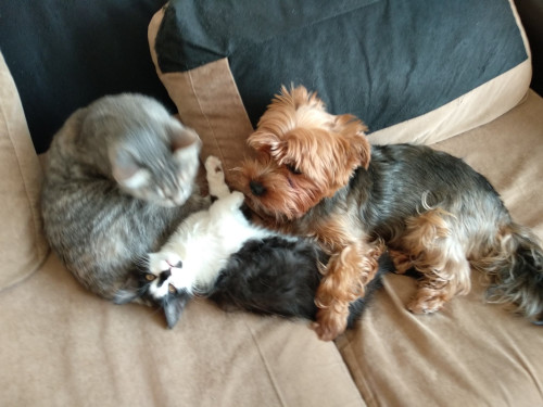 Жорик, Симма (серая) и Ада (черно-белая)