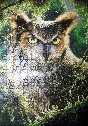 кастор  995555.jpg