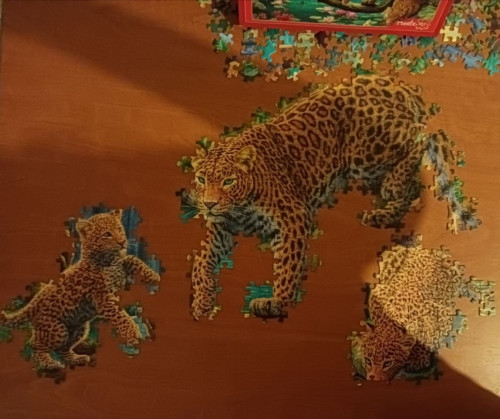 Леопарды оформились