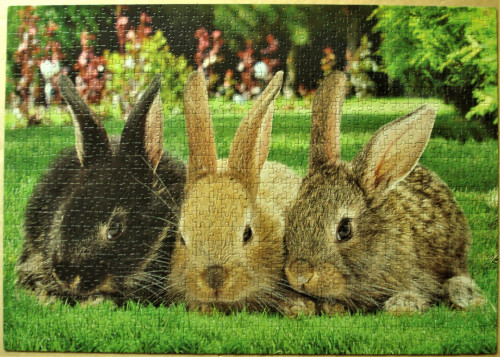 Кролики 1000.jpg.JPG