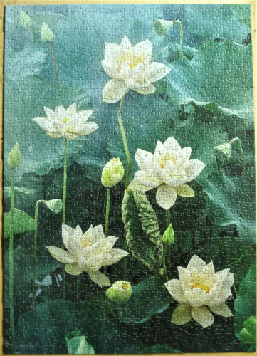 Белый лотос 1000.jpg.JPG (1.11 МБ) 888 просмотров Белый лотос 1000.jpg.JPG