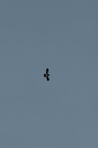 IMG_7835.jpeg
