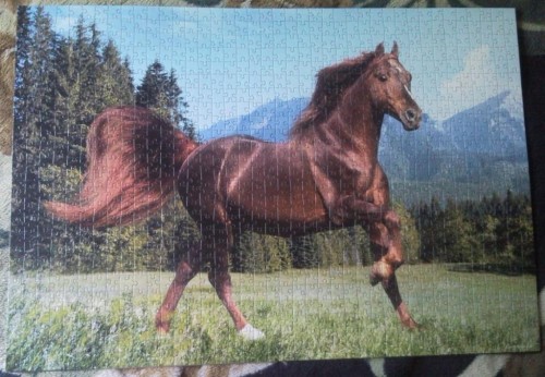Castorland, 1000, Rocky mountain horse, самый простой из всех, собрала за 5 дней.