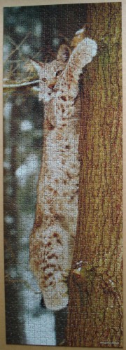 Рысь.jpg (1.59 МБ) 3249 просмотров Рысь.jpg