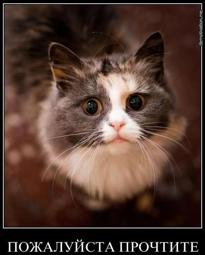 cat.jpg
