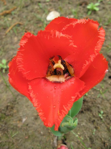 a_IMG_8927.jpg (167.6 КБ) 9784 просмотра Здравствуйте, я - тюльпан