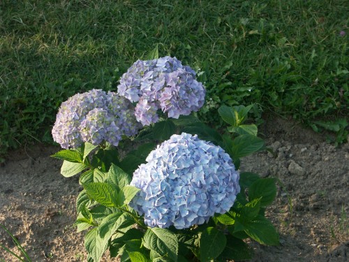 PICT0286.JPG