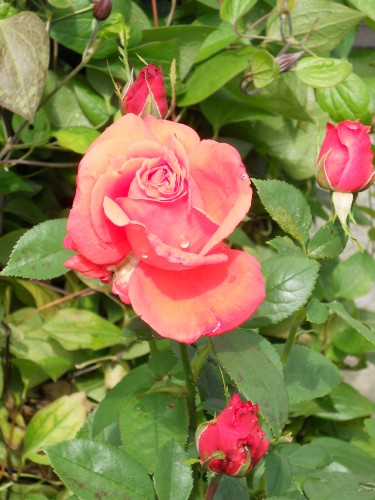 DSCN2278.JPG