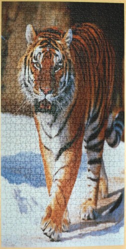 Сибирский тигр.jpg