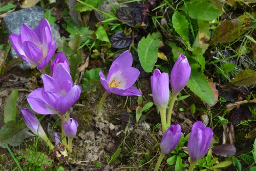 DSC_2258.JPG