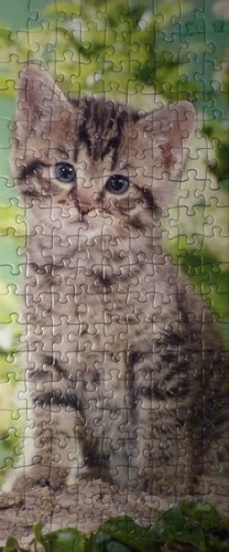 Котенок ПОСЛЕ рестарации