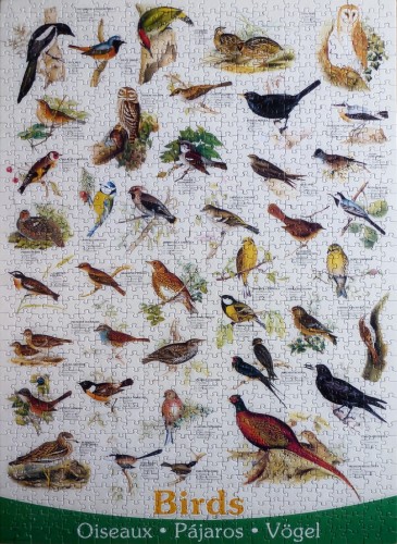 Eurographics - 1000 - Birds - 6000 - 1259.jpg