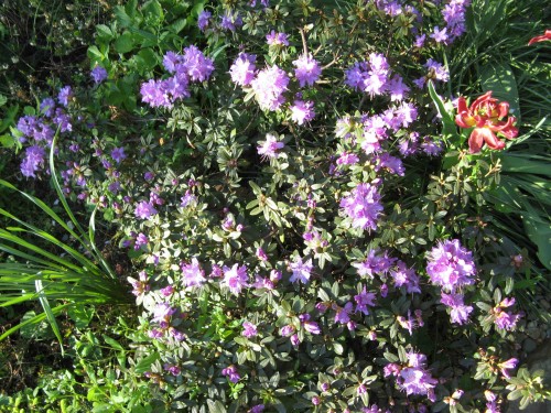 a_IMG_1691.jpg
