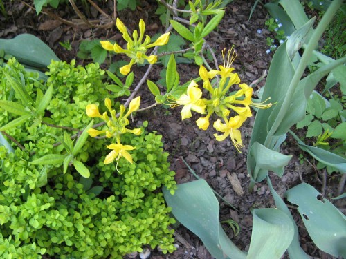 a_IMG_1695.jpg
