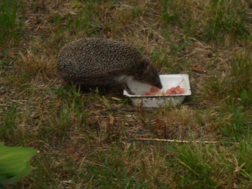 DSCN3513.JPG