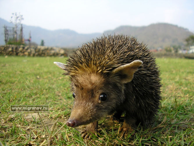 hedgehog.jpg