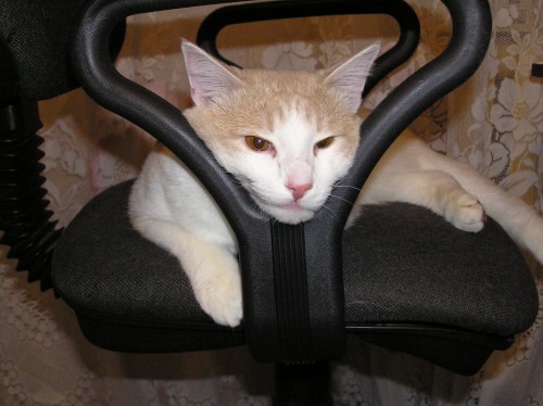 Кот Фадей (39).jpg