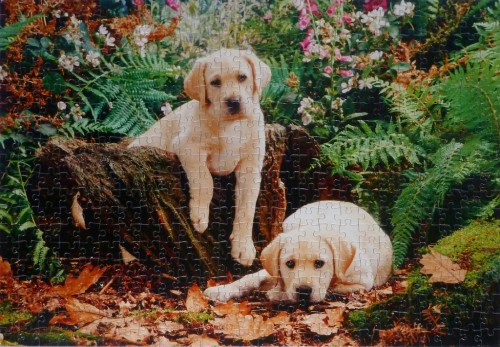 Jumbo - 500 -  Labrador Puppies - 01514.jpg