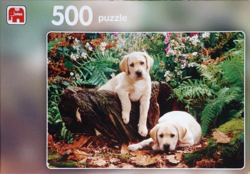 Jumbo - 500 -  Labrador Puppies - 01514 - box.jpg