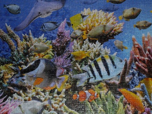 Крупный план .JPG