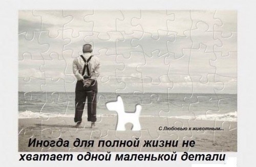 пазлы.jpg