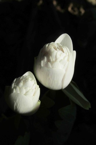 a_IMG_1621.jpg
