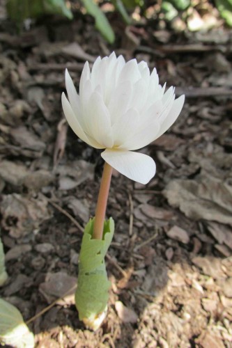 a_IMG_1627.jpg