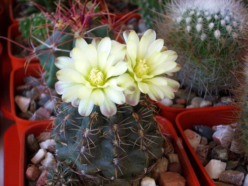 DSCN7347.jpg