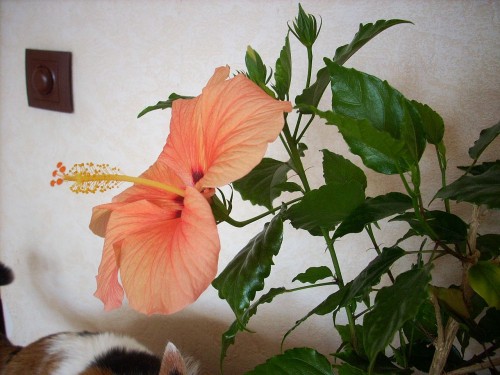 DSCN7379.jpg