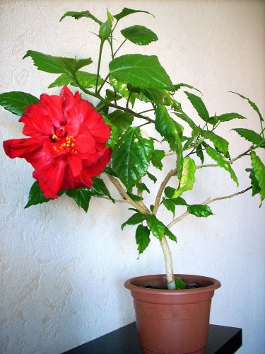 DSCN7448.jpg