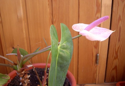 DSCN7455.jpg