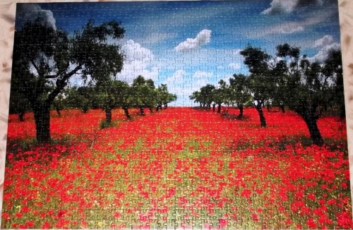 Campo de Amapolas.JPG