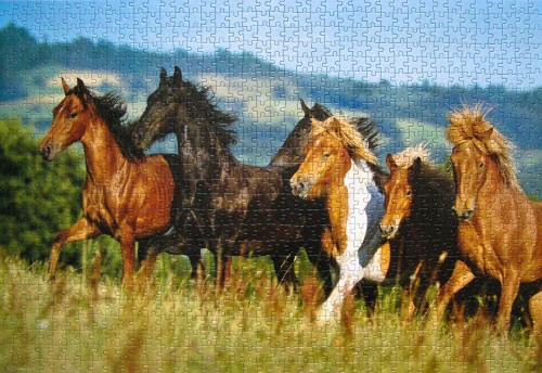 Mangalarga marchadors # Лошади, 1000 (С-101993).jpg (1.13 МБ) 3352 просмотра Mangalarga marchadors # Лошади, 1000 (С-101993).jpg