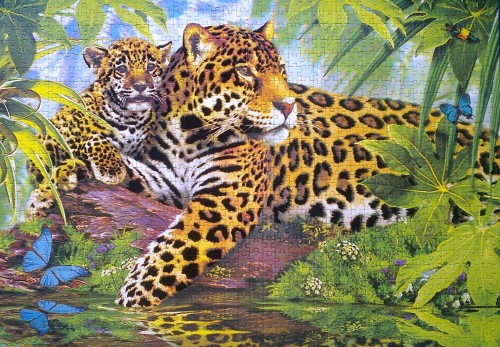 Леопарды, 1000.jpg (1.04 МБ) 2363 просмотра Леопарды, 1000.jpg