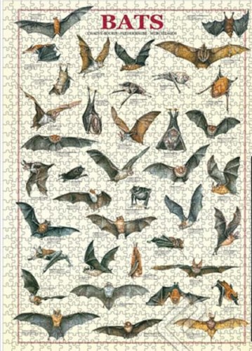 1155.jpg