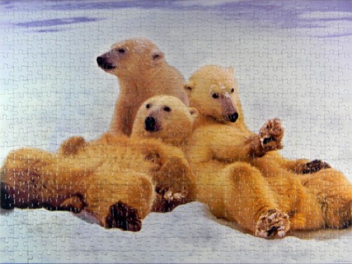 Polar Bears [800x600].jpg