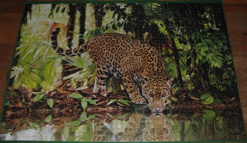 Leopard%2C 2000 %2832537%29.JPG