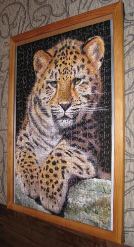 Baby Leopard%2C 500 %2858009%29.JPG