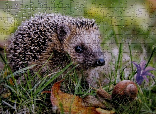 ежик 260 касторk.jpg