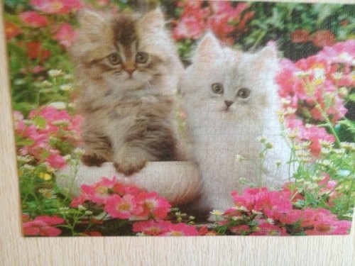 котята 1500.JPG (72.37 КБ) 5626 просмотров котята 1500.JPG